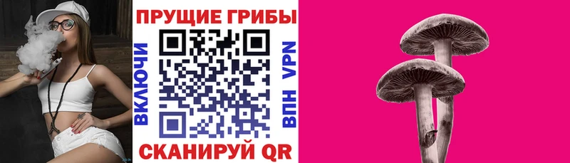 купить закладку  Новокубанск  ссылка на мегу ONION  Галлюциногенные грибы MAGIC MUSHROOMS 