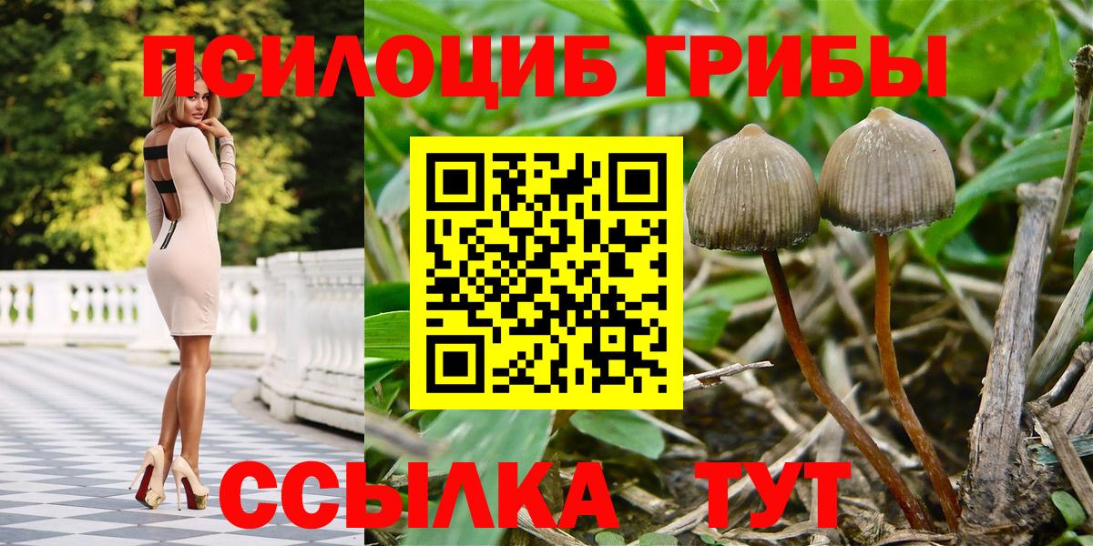 Галлюциногенные грибы Psilocybine cubensis Новокубанск