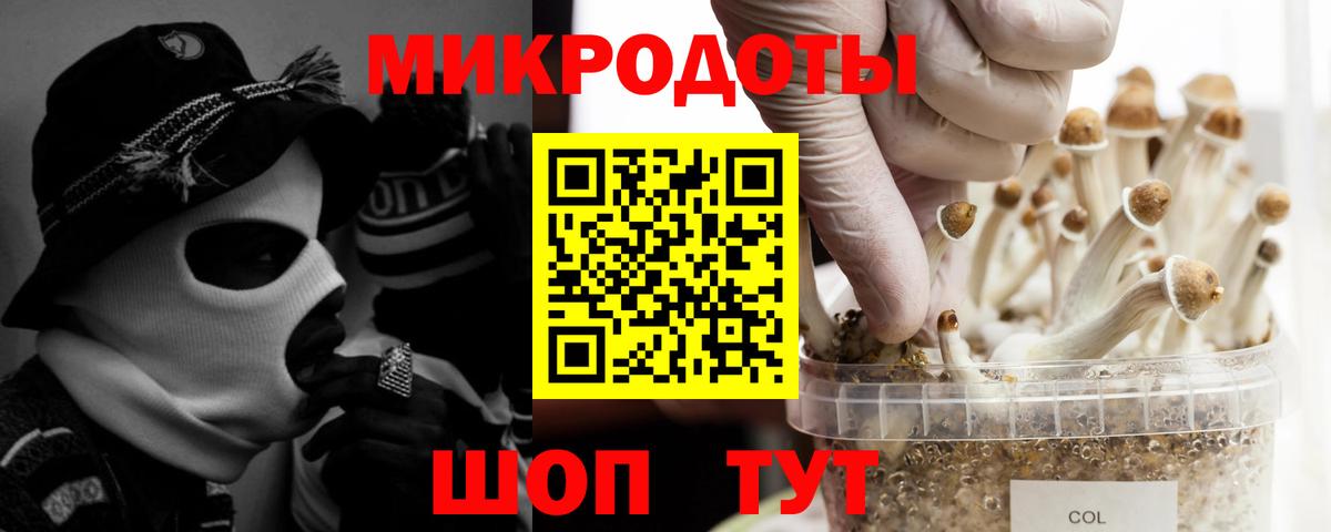 Галлюциногенные грибы Psilocybine cubensis Новокубанск